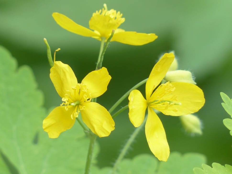 Flowers, Greater Celandine, Yellow, flower, yellow preview