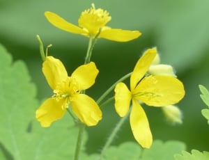 Flowers, Greater Celandine, Yellow, flower, yellow thumbnail
