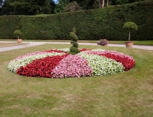 pink, white and red flower garden thumbnail