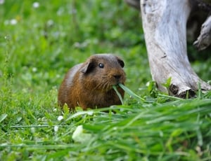 brown rodent thumbnail