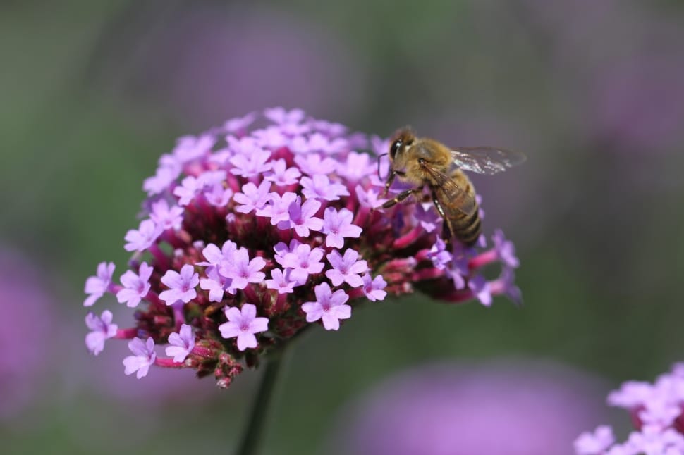 purple petaled flower; brown honey bee preview