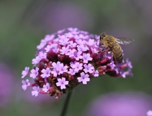 purple petaled flower; brown honey bee thumbnail
