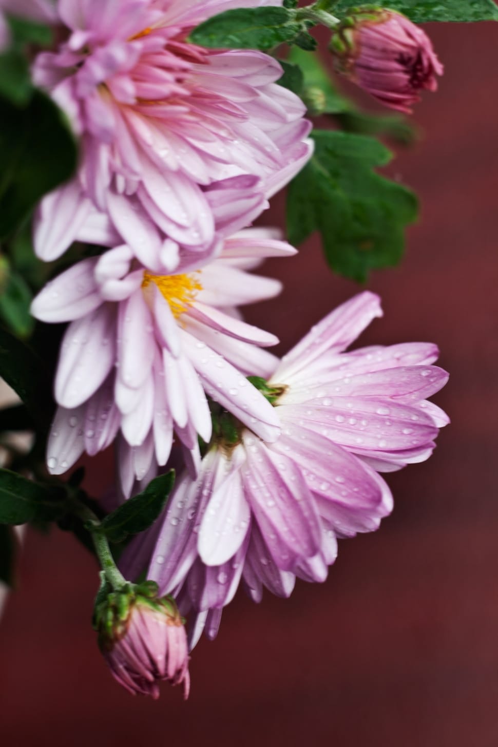 purple and white petaled flowers preview