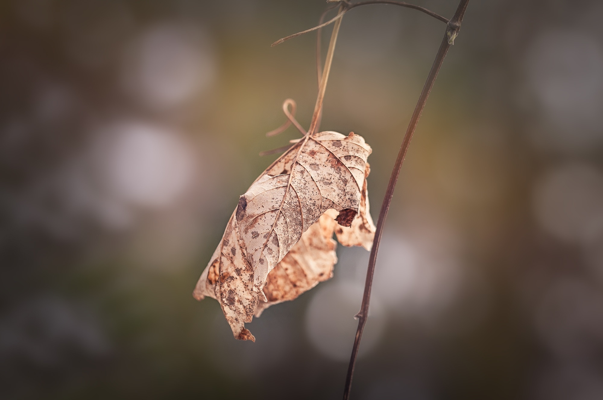 withered leaf