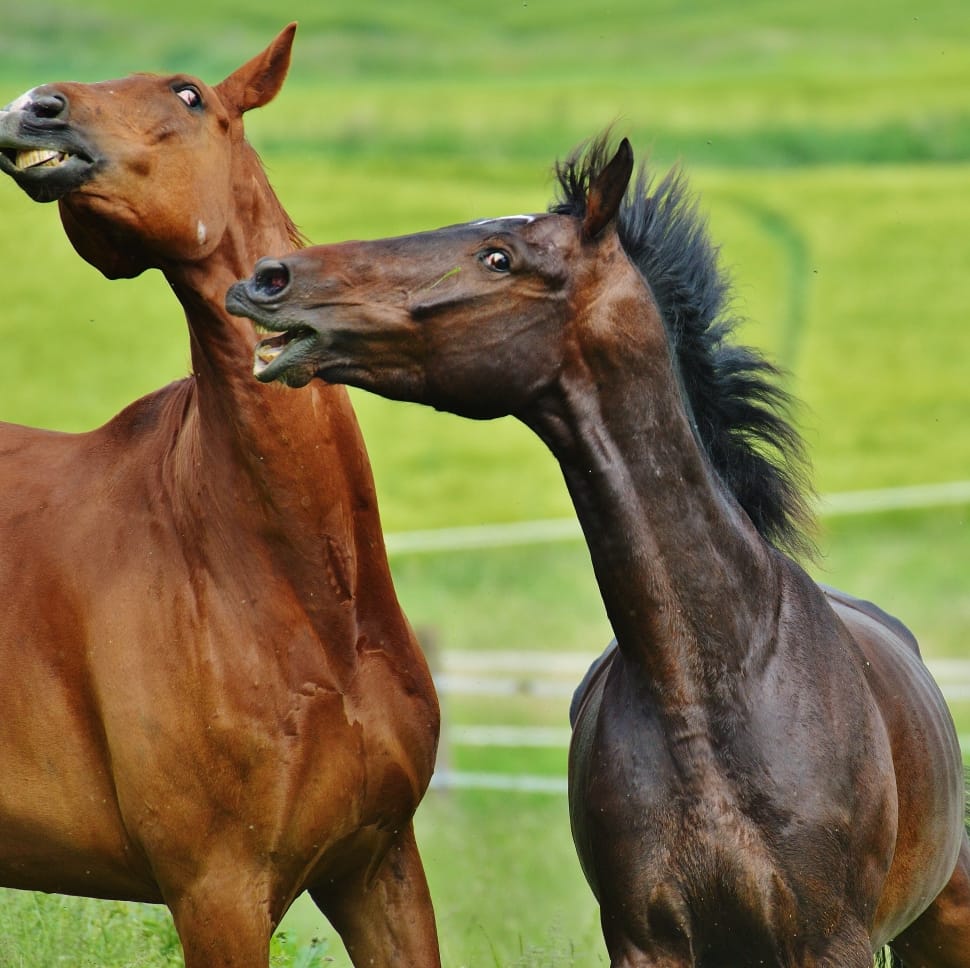 2-dark-brown-and-brown-horse-free-image-peakpx