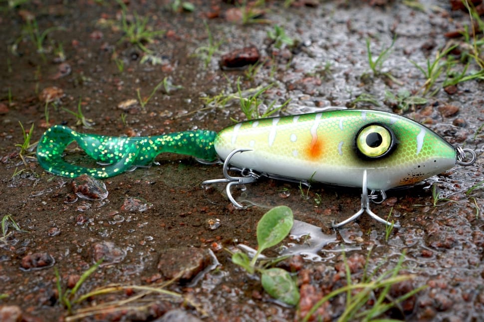 green and white fish hook free image