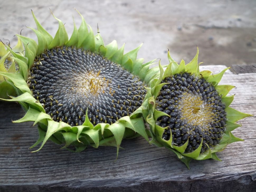 Sunflower, Seeds, Autumn, Harvest, Fruit, freshness, no people preview