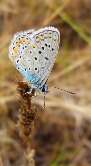 silver studded blue butterfly in closeup photography thumbnail