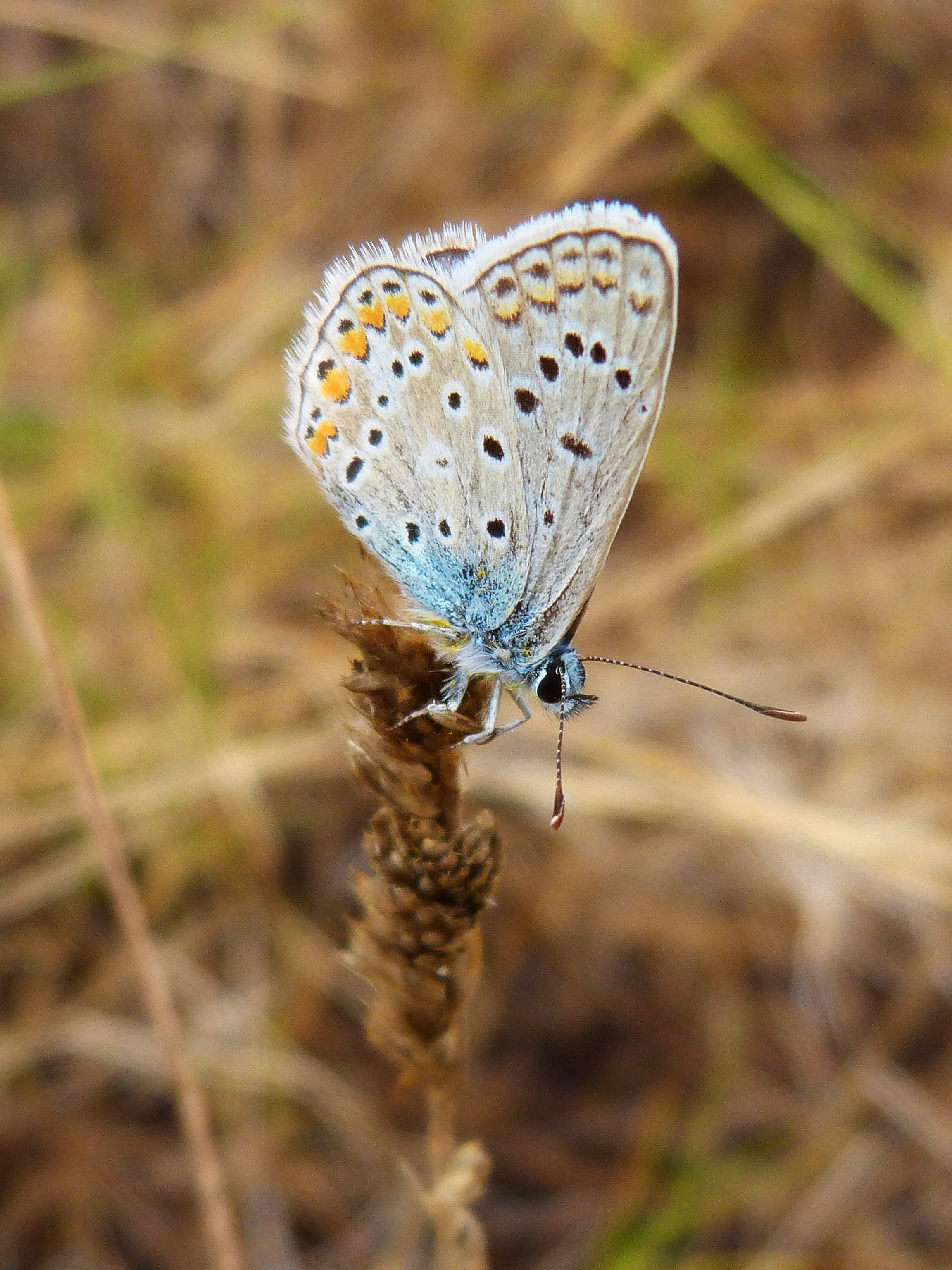 silver studded blue butterfly in closeup photography