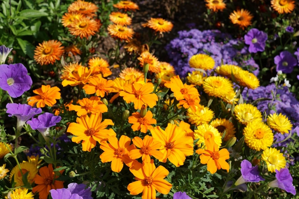 close photo of yellow and orange petaled flowers preview