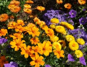 close photo of yellow and orange petaled flowers thumbnail