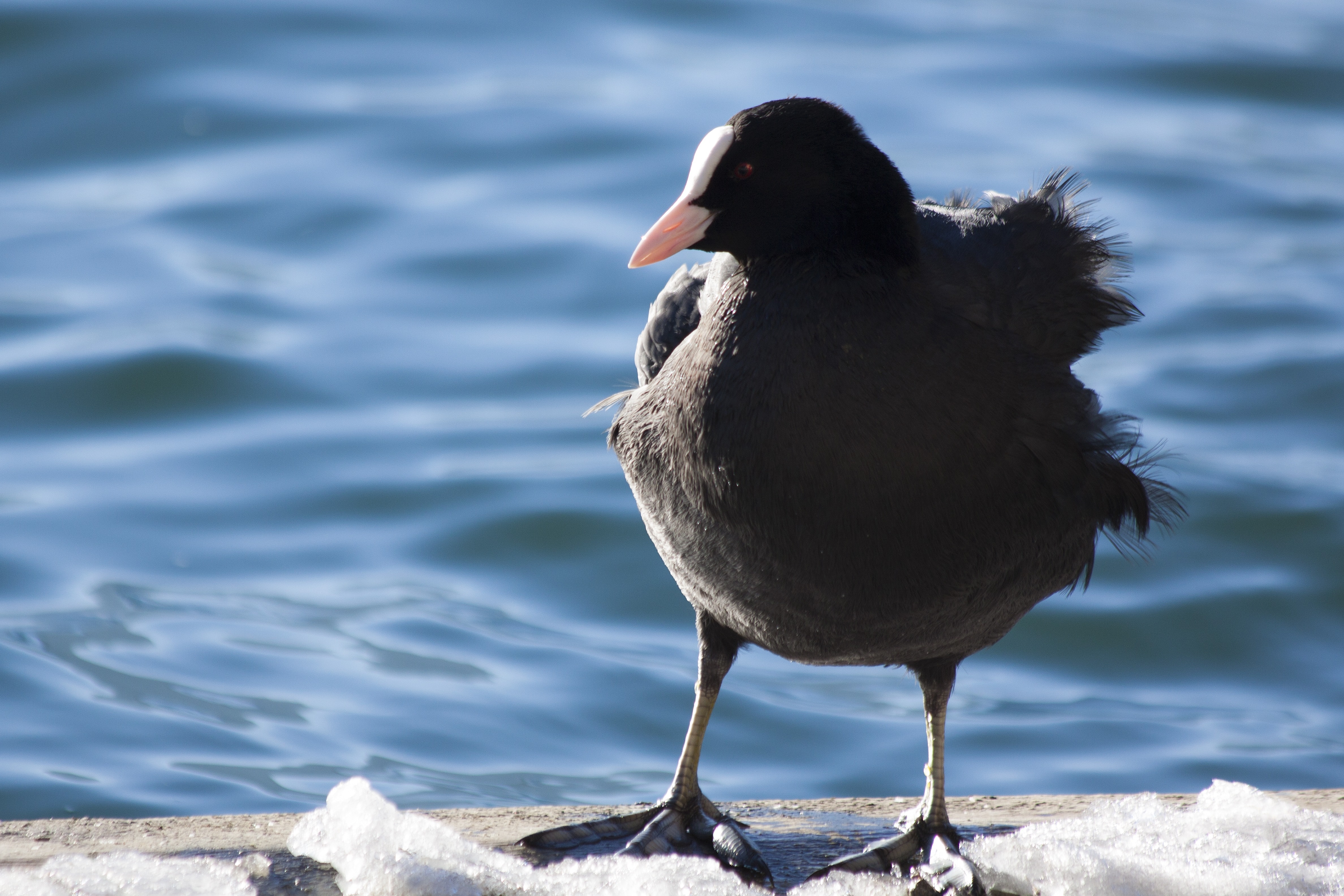 gray and black bird on gray concrete surface beside body of water