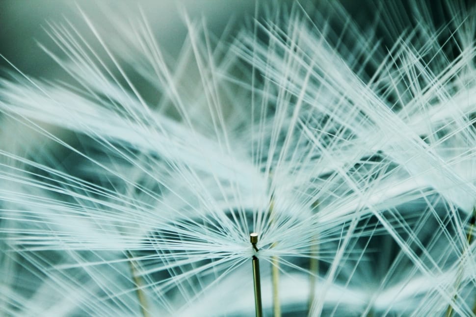 selective focus macro photography of string petal flower preview