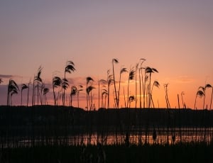 silhouette of grass during sunset thumbnail