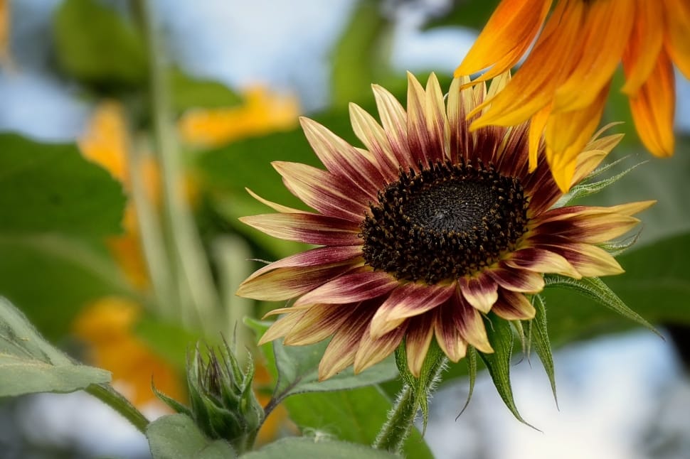 sunflower preview
