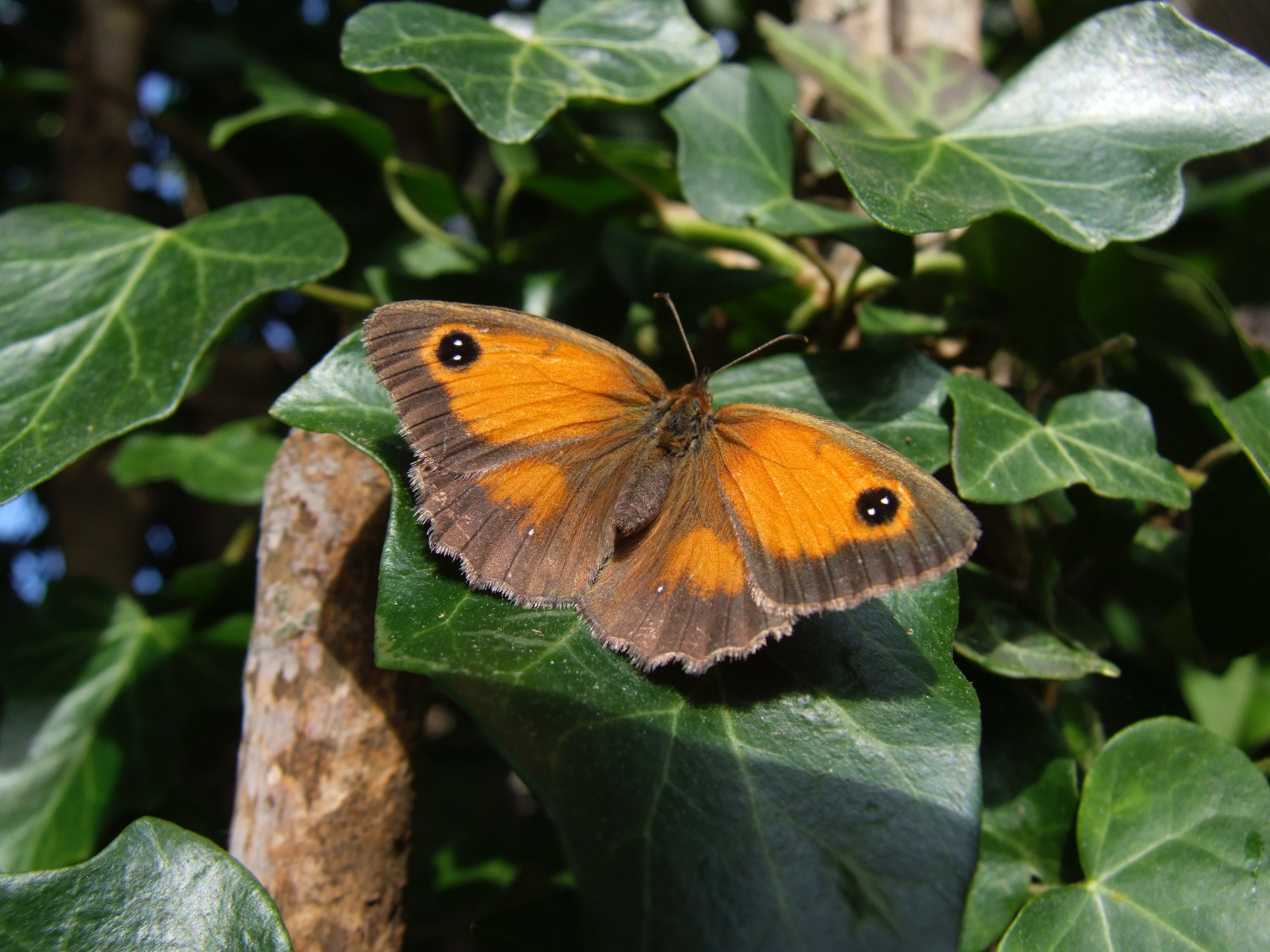 brown and orange moth