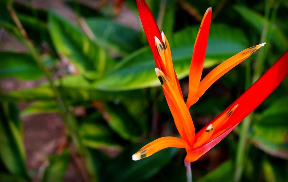 Heliconia Psittacorum, Amazon, flower, growth preview
