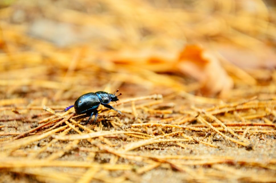 black dung beetle preview