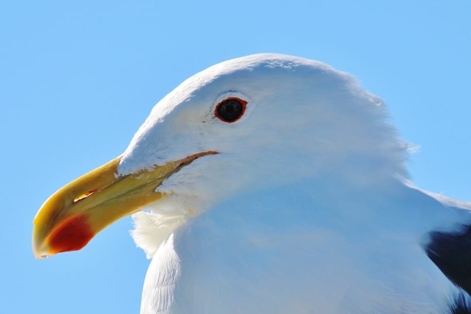 california gull preview