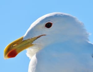 california gull thumbnail