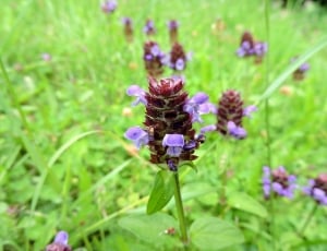 brown and purple flowers thumbnail