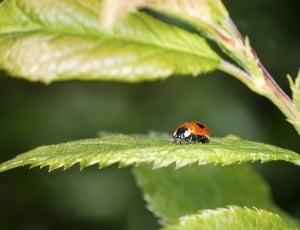 Ladybird, Winged Insect, Close-Up, insect, one animal thumbnail