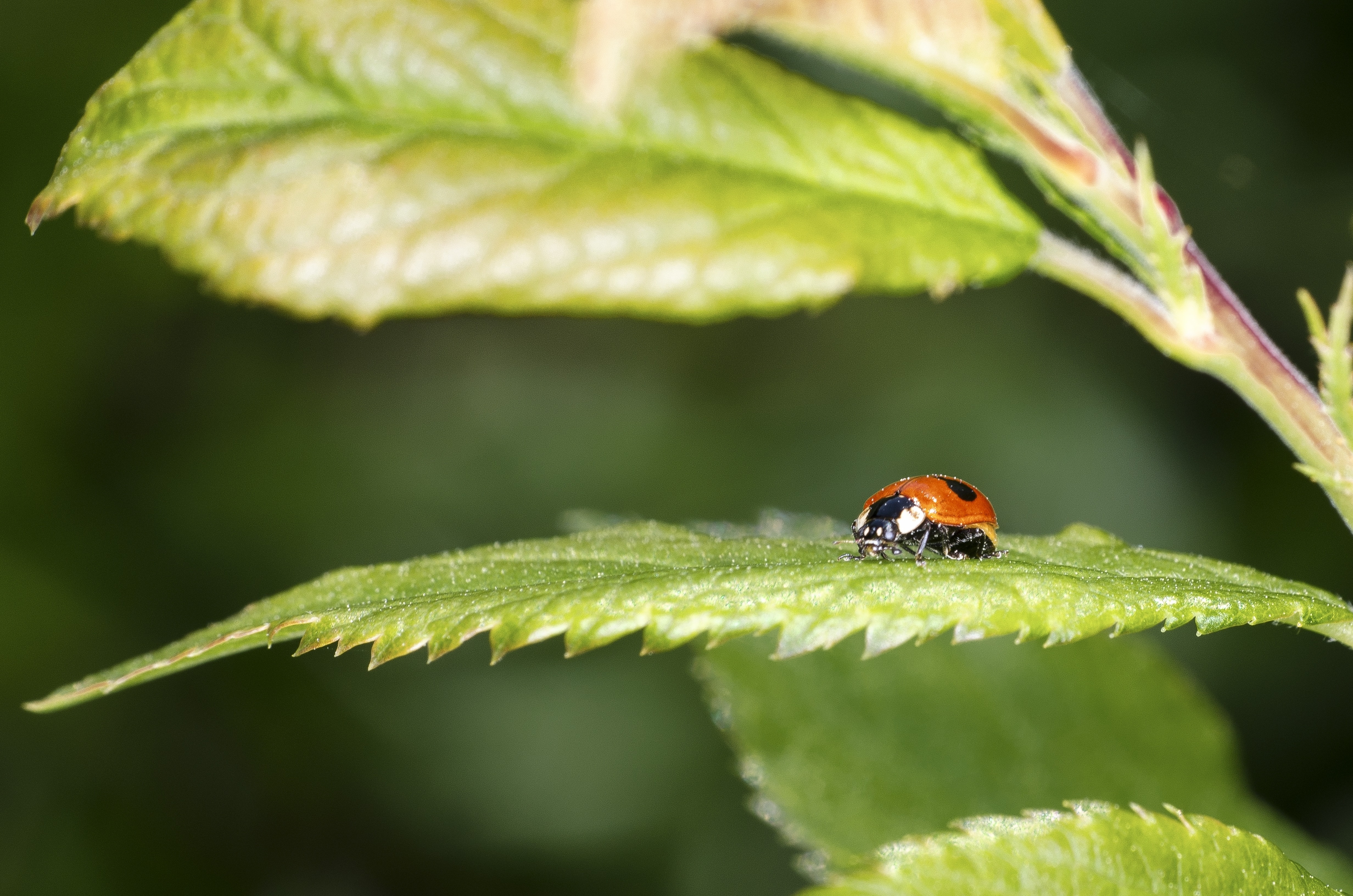 Ladybird, Winged Insect, Close-Up, insect, one animal