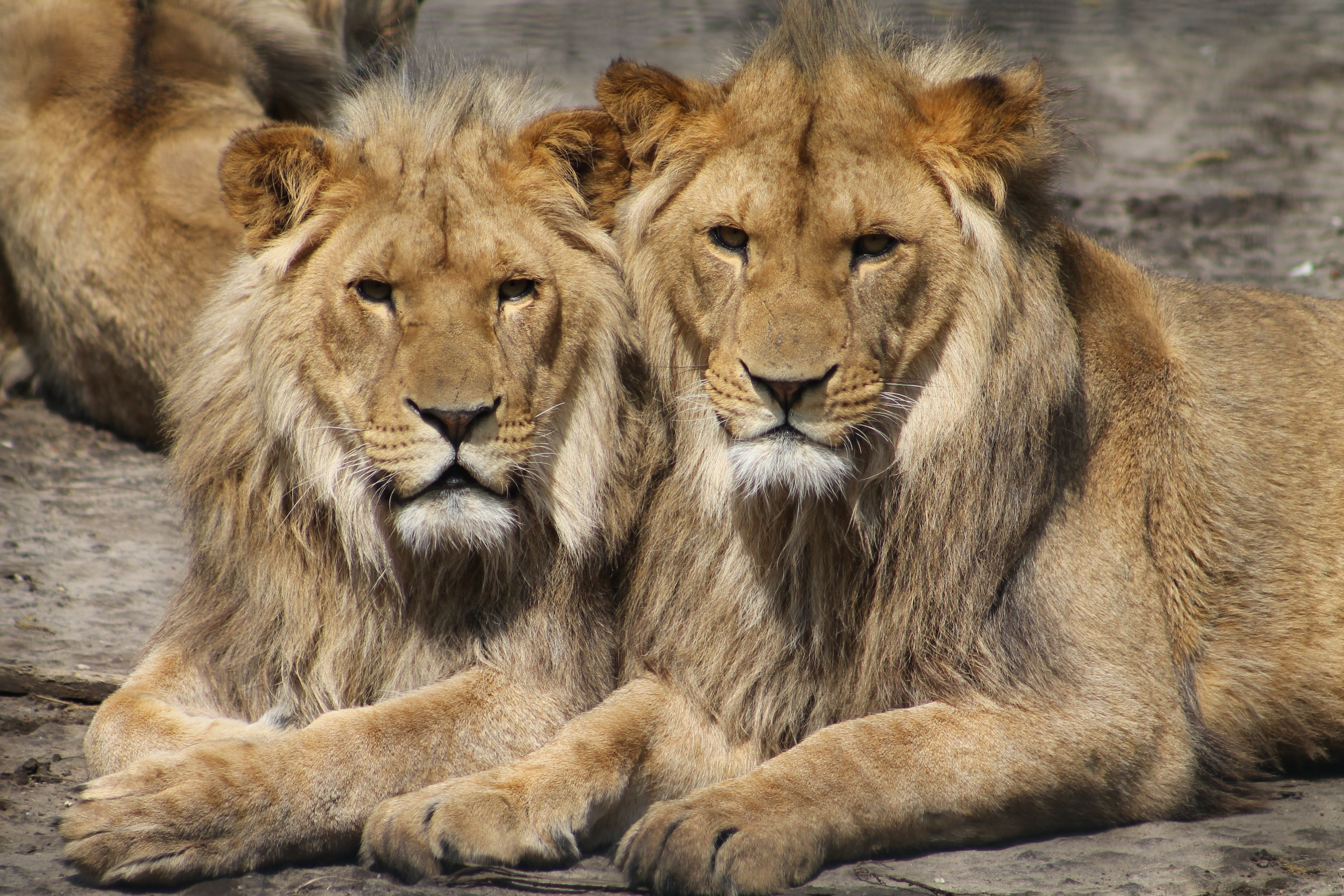 2 lions