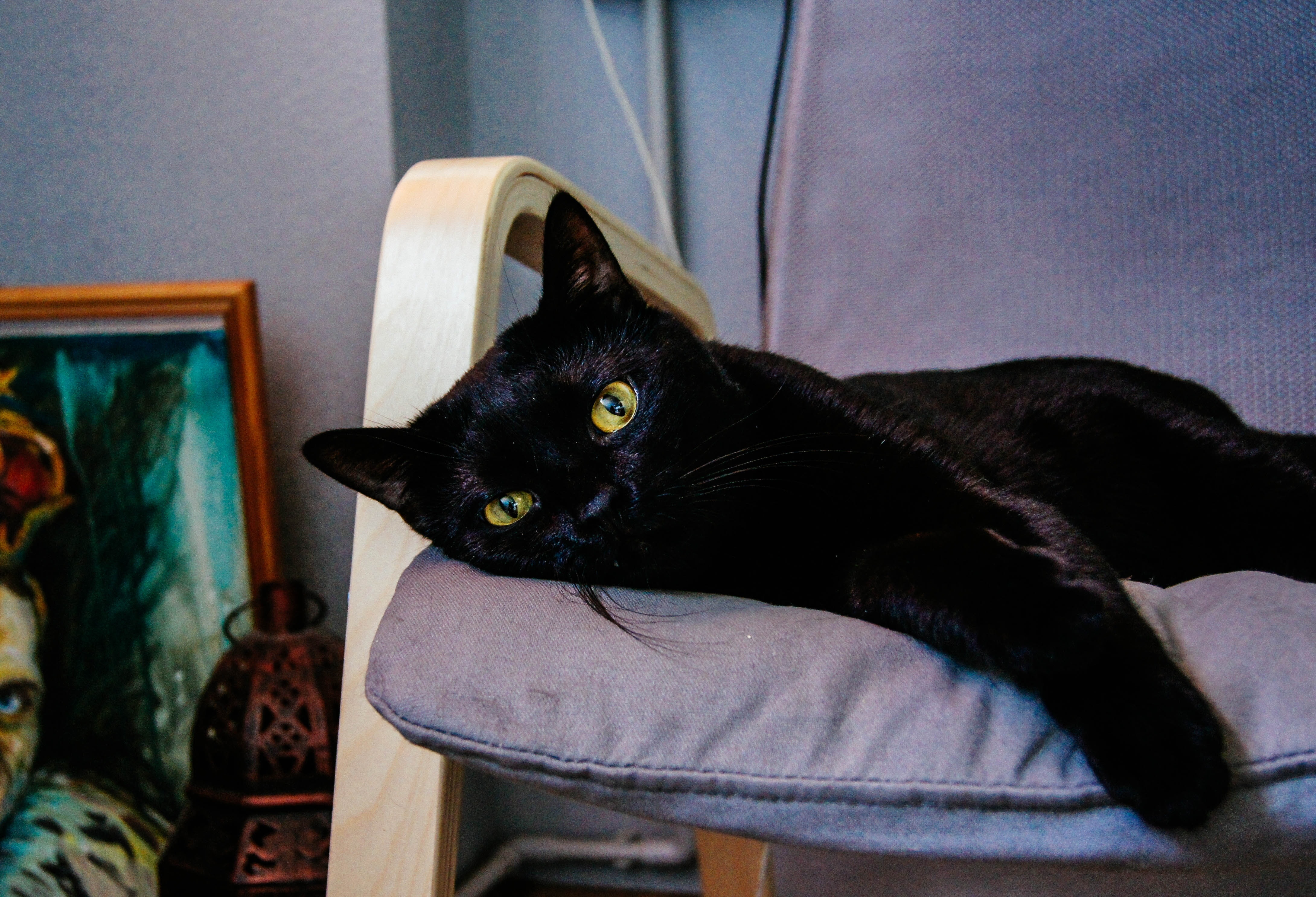 Черная кошка в доме хорошо. Бомбейская кошка. Чёрный кот. Черный домашний кот. Черный кот на диване.