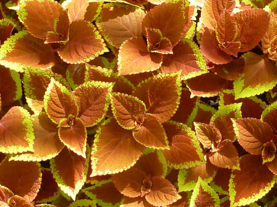 red and yellow ovate leaf plant preview