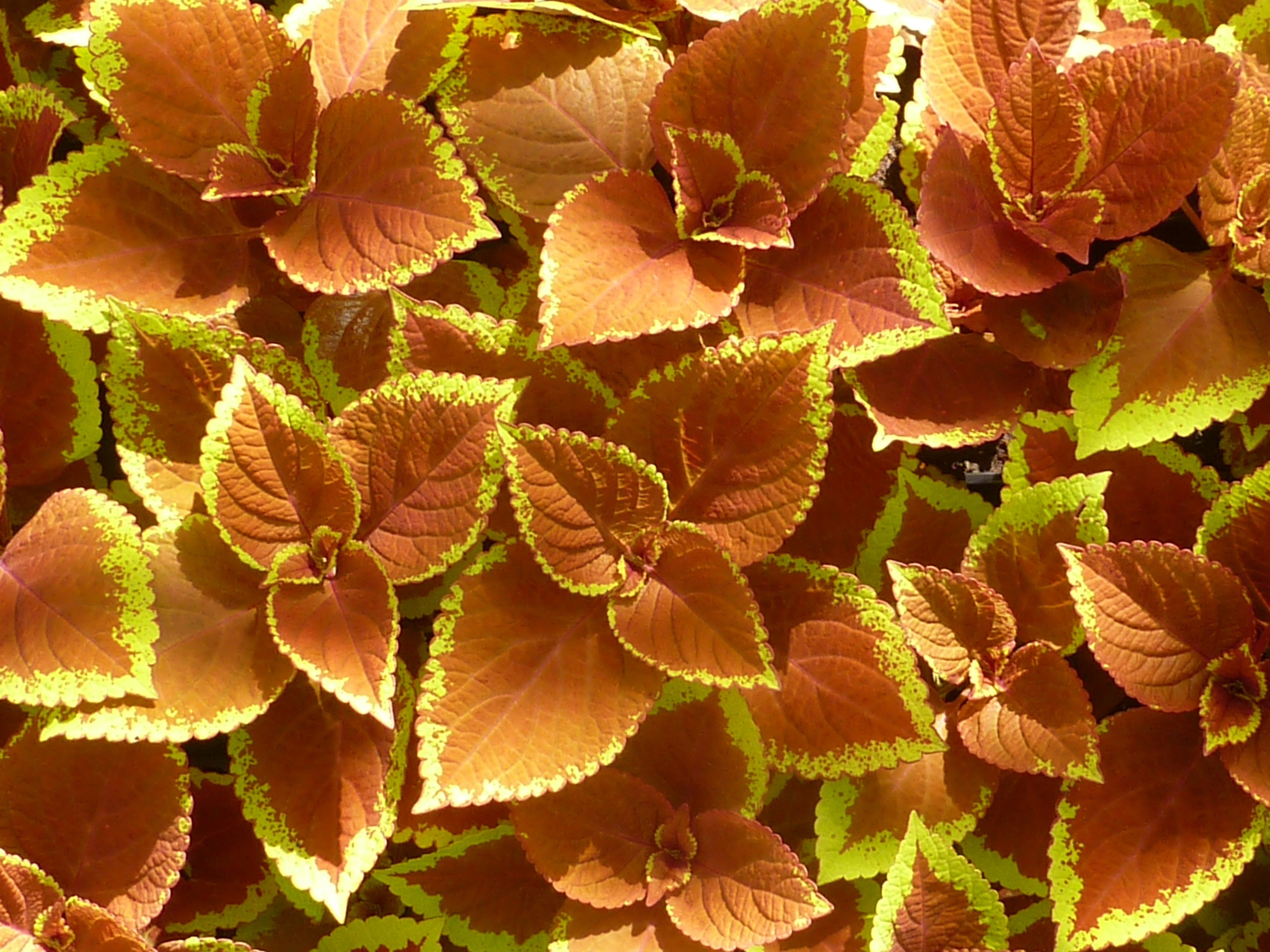 red and yellow ovate leaf plant