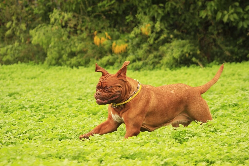 tan french mastiff running on green grass field during daytime preview