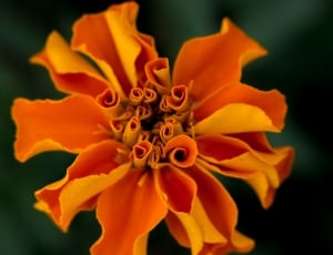 orange, petal, flower, plant, flower, petal thumbnail