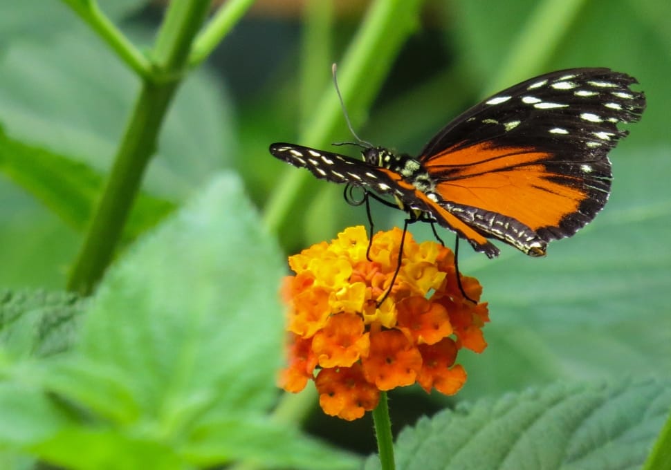 black and orange butterfly preview