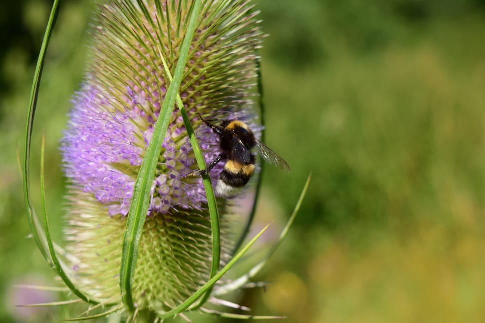 Dipsacus Fullonum, Wild Teasel, Prickly, one animal, flower preview
