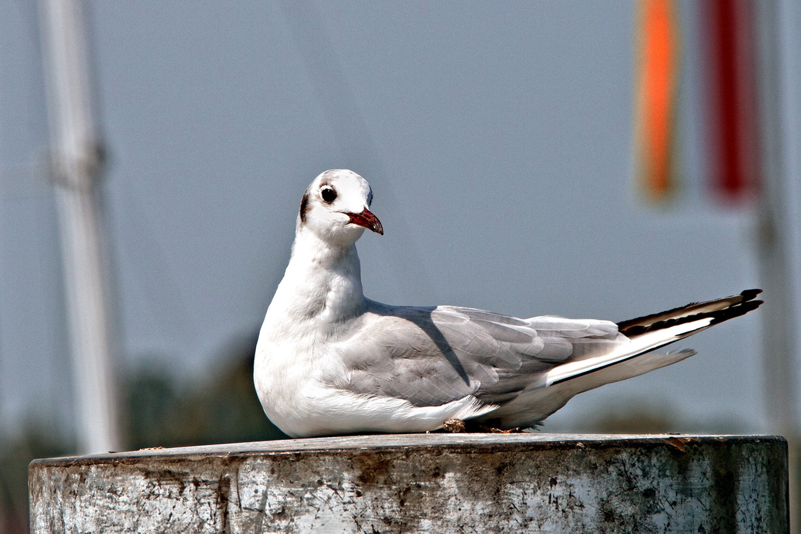 white and grey pigeon