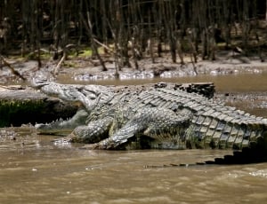 picture of crocodile during daytime thumbnail