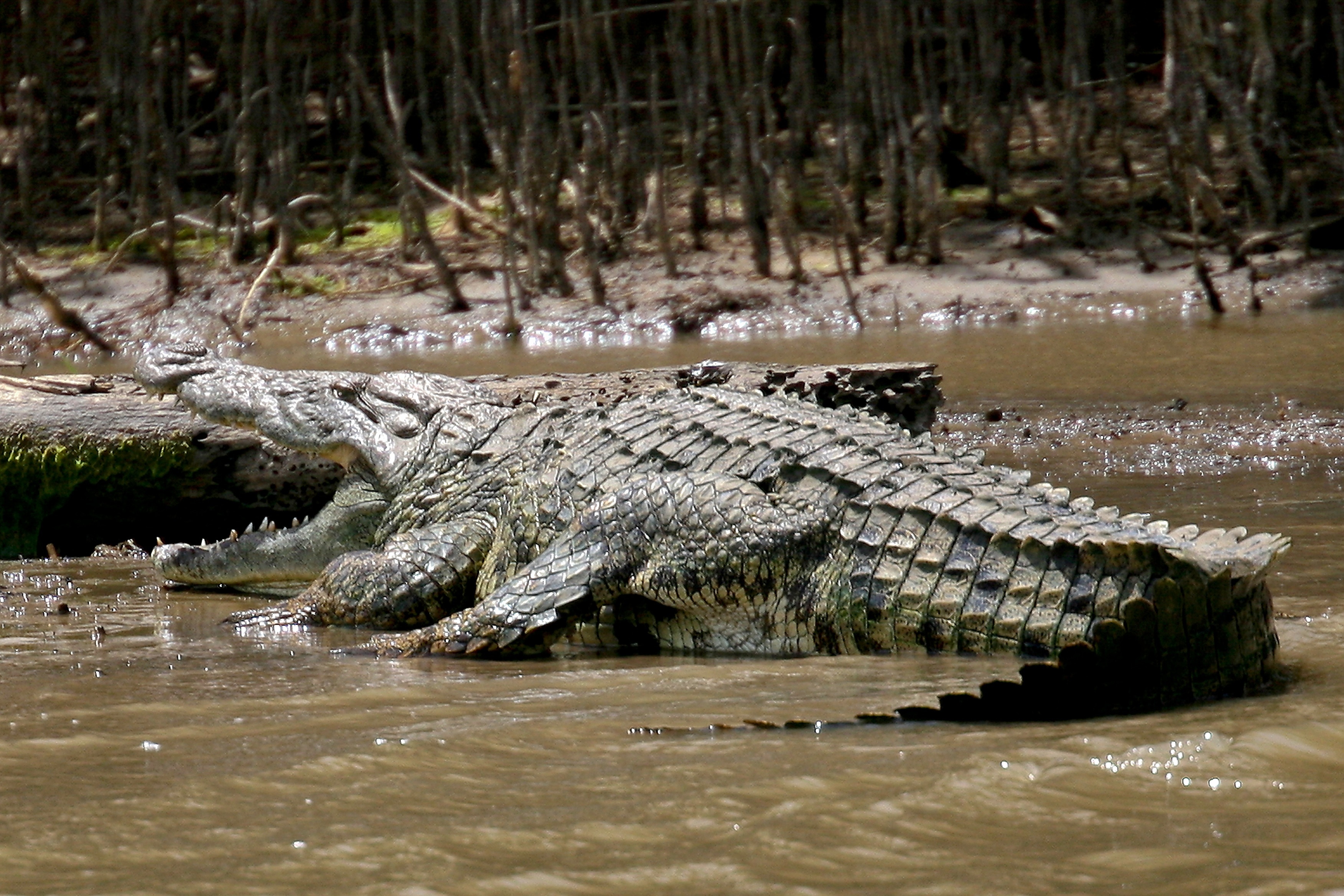 picture of crocodile during daytime