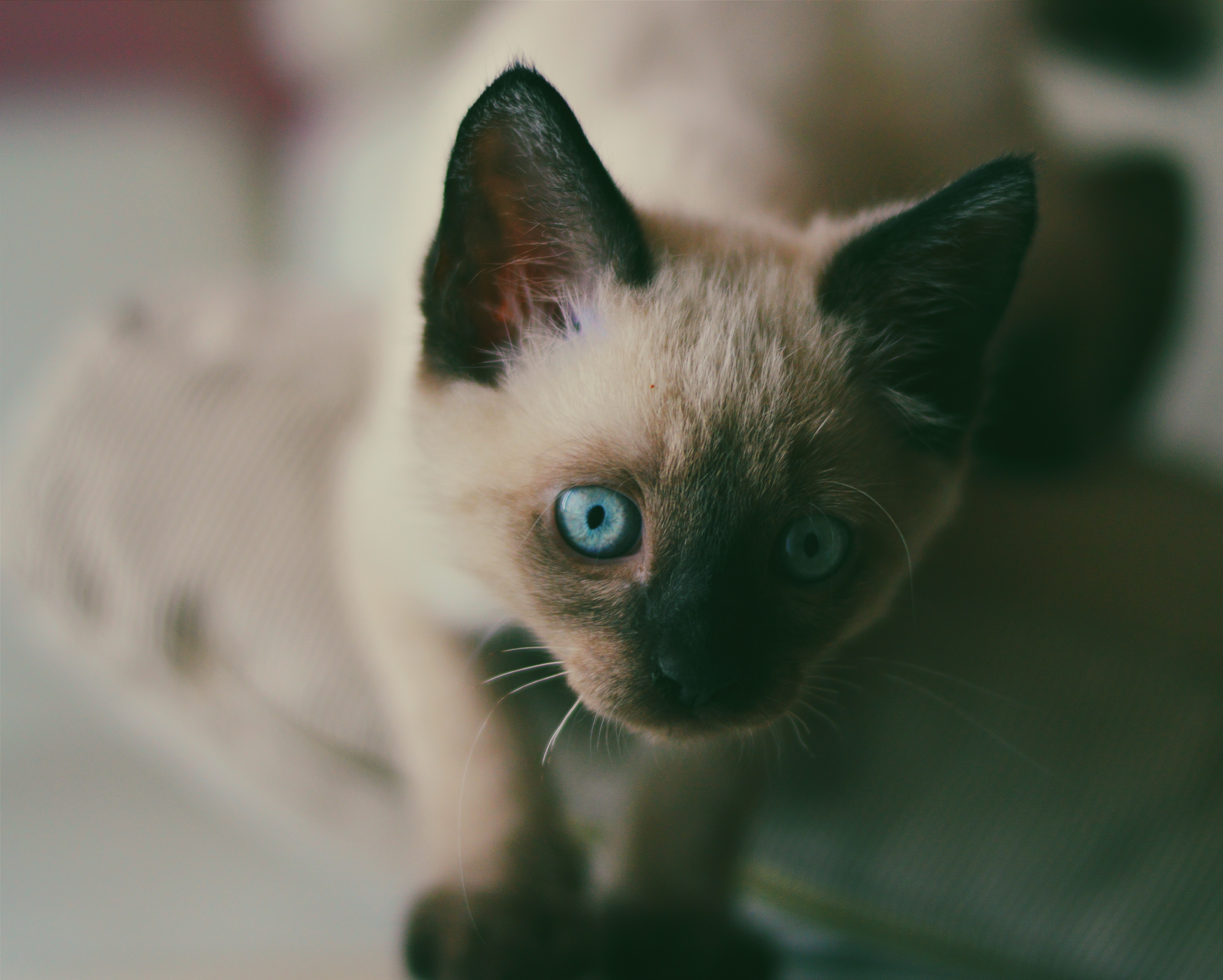 tan and black siamese kitten