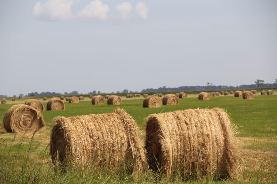 brown hay rolls lot preview