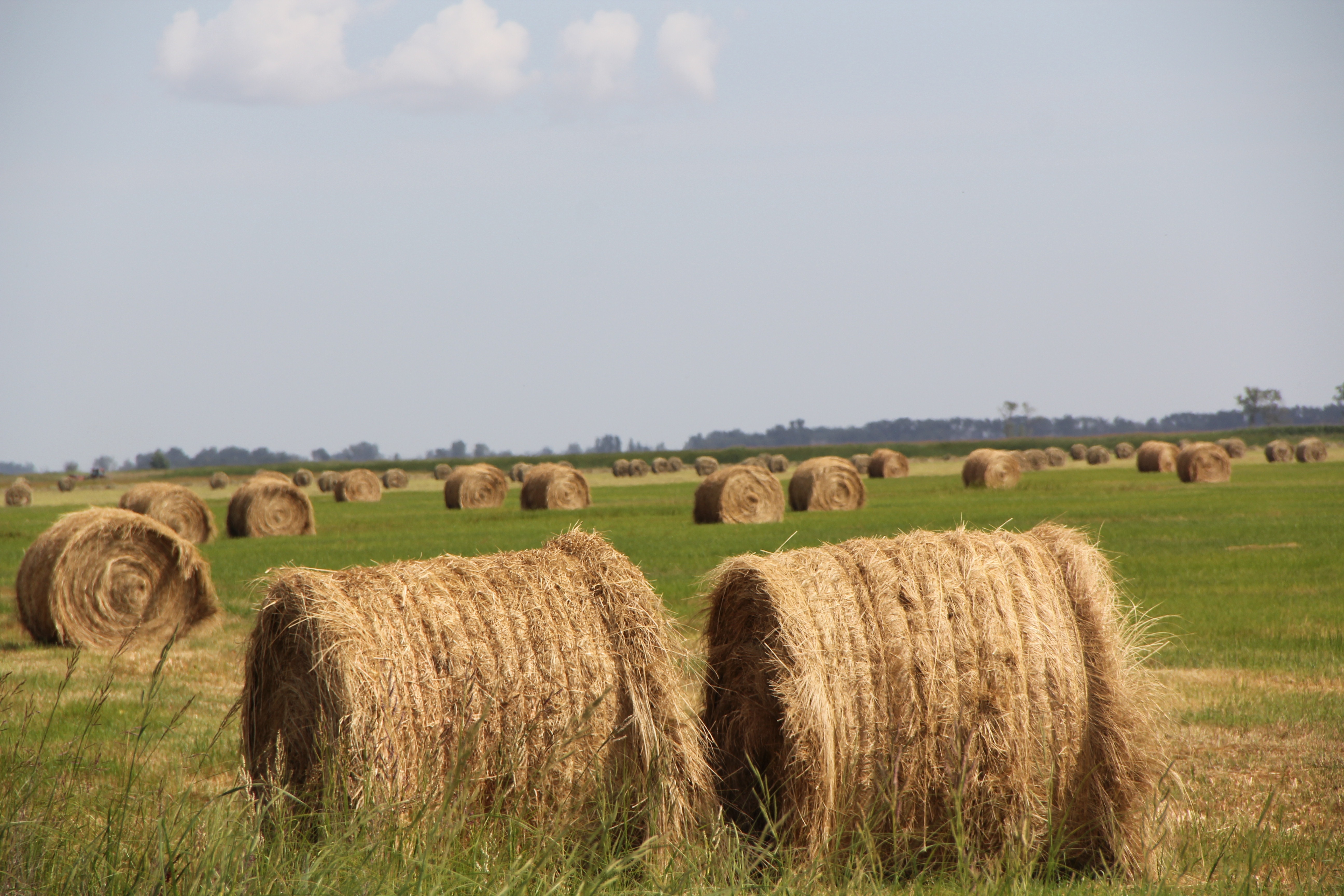 brown hay rolls lot
