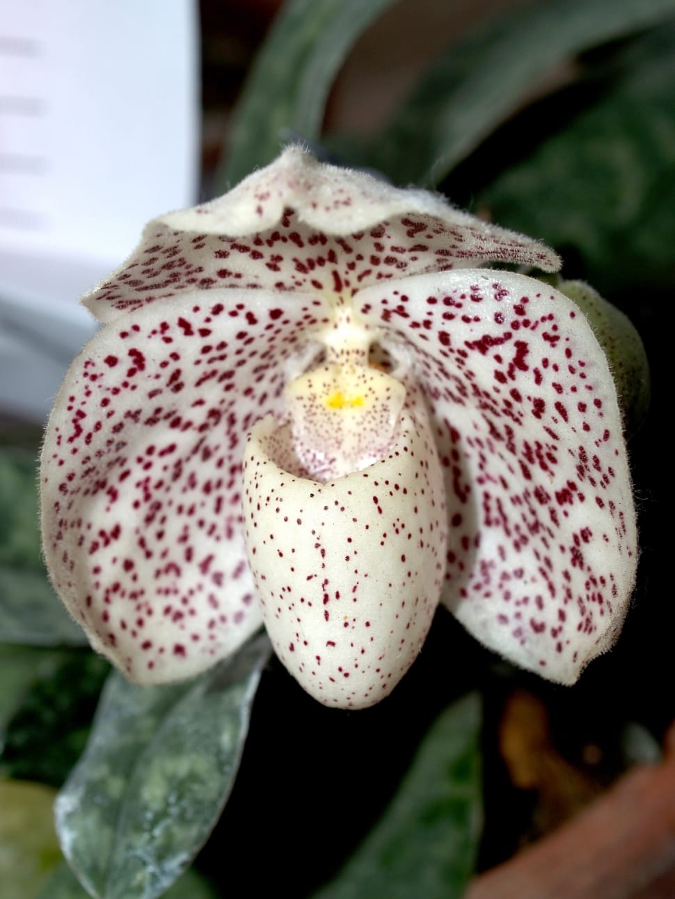 white and red orchid preview