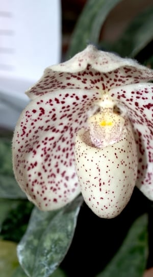 white and red orchid thumbnail
