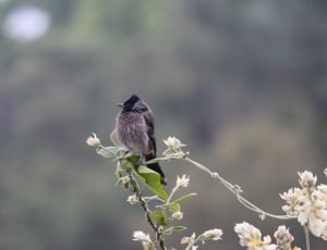 black and gray bird on green leaf thumbnail