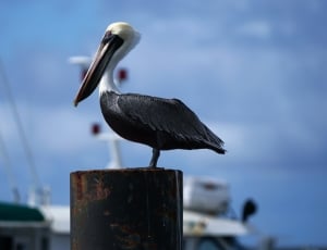 gray pelican thumbnail