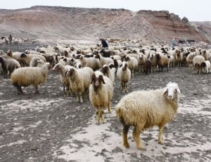 flocks sheep during daytime photo thumbnail