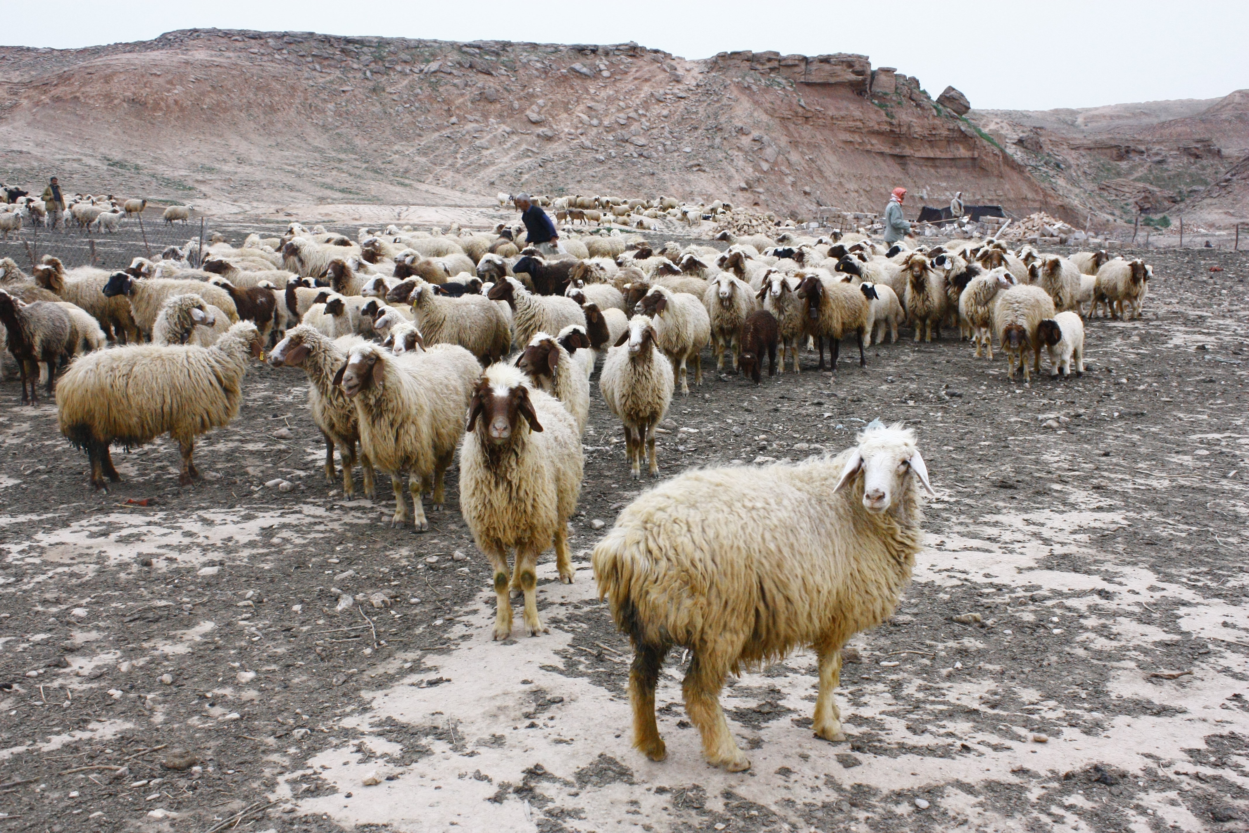 flocks sheep during daytime photo