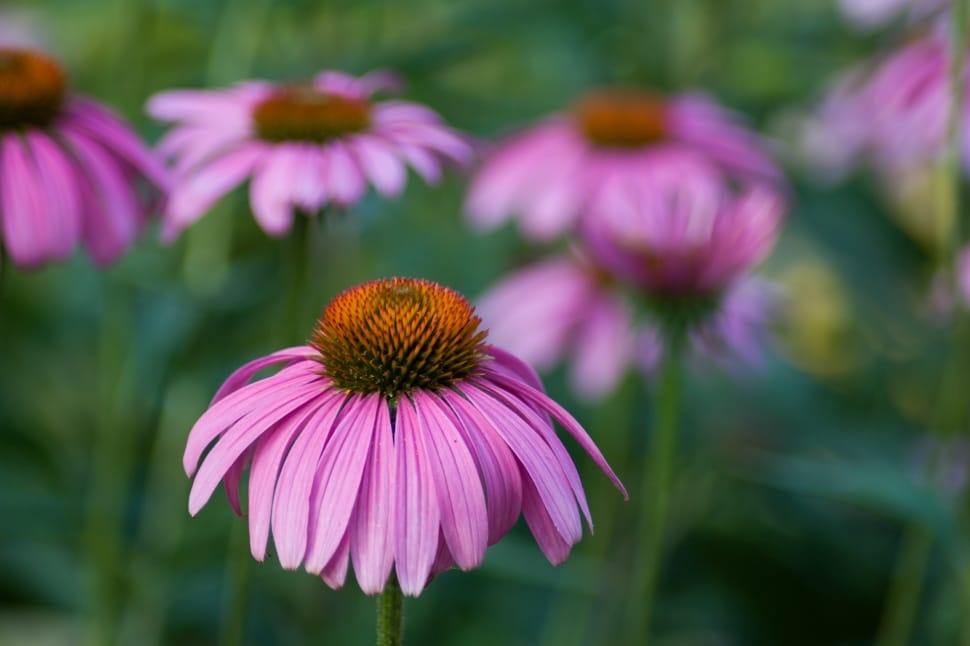 pink coneflower preview