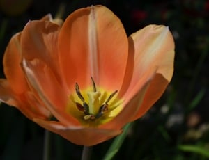 peach tulip flower thumbnail