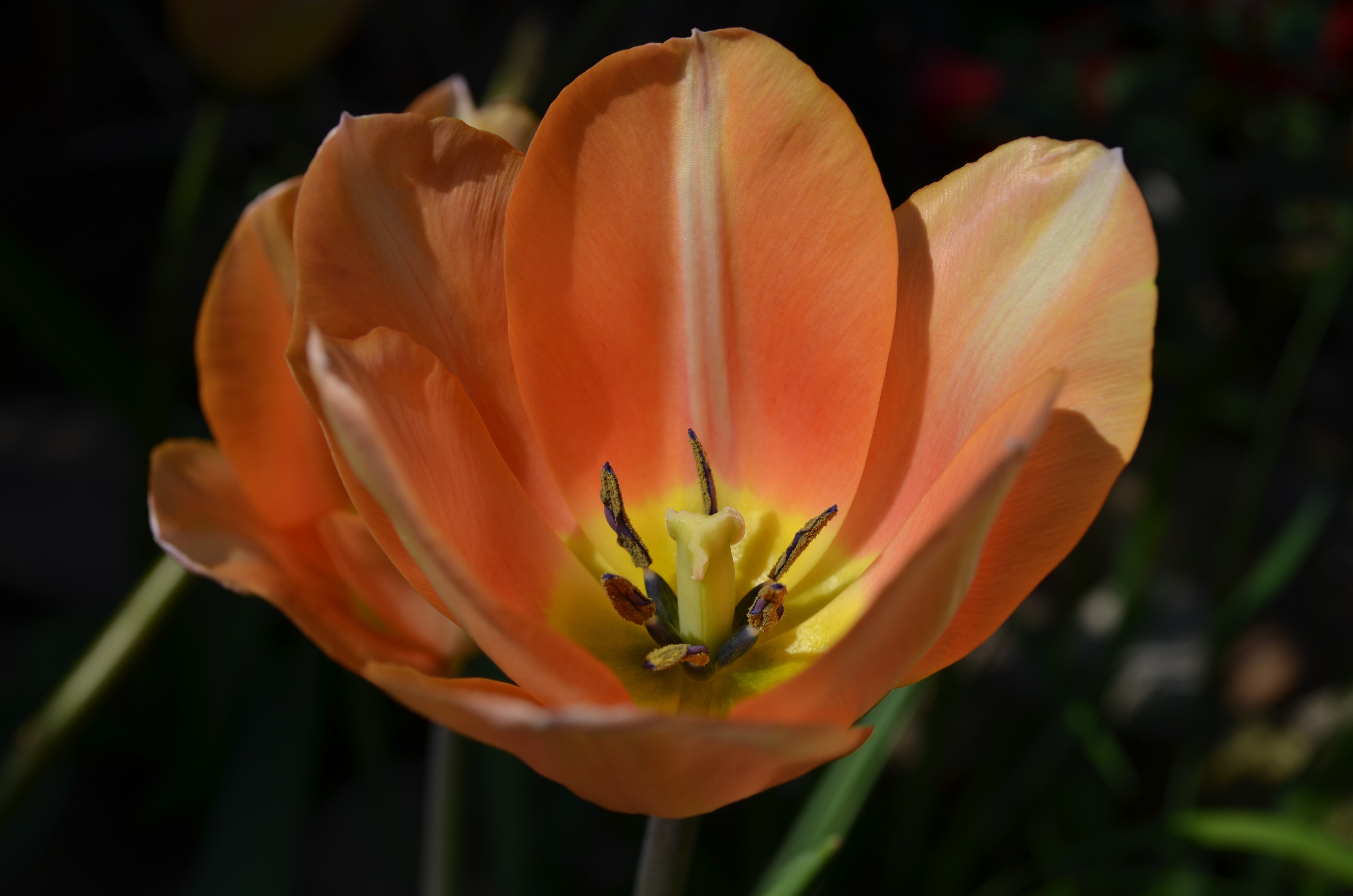 peach tulip flower